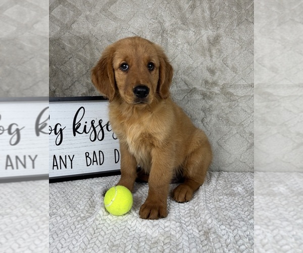 Medium Photo #5 Golden Retriever Puppy For Sale in INDIANAPOLIS, IN, USA
