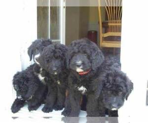 Bernedoodle Puppy for sale in TOLEDO, OH, USA
