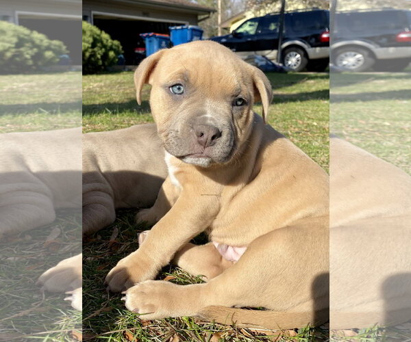 Medium Photo #2 Bulldog-Unknown Mix Puppy For Sale in Brooklyn Center, MN, USA