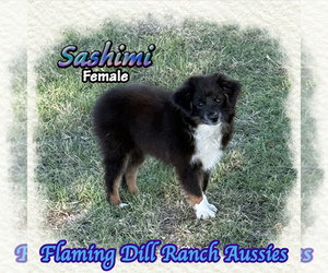 Miniature Australian Shepherd Puppy for sale in FORESTBURG, TX, USA