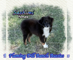 Image preview for Ad Listing. Nickname: Sashimi