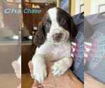 Puppy Puppy 2 English Springer Spaniel