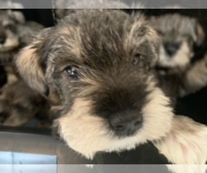 Schnauzer (Miniature) Puppy for sale in ATLANTA, GA, USA