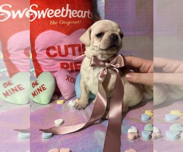 Medium Photo #3 Pug Puppy For Sale in MOUNT WASHINGTON, KY, USA