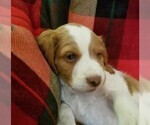 Small Photo #1 Brittany Puppy For Sale in TONOPAH, NV, USA