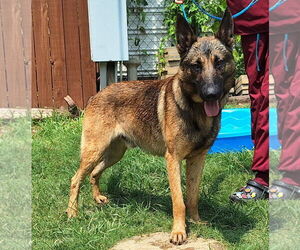 German Shepherd Dog-Unknown Mix Dogs for adoption in Wetumpka, AL, USA