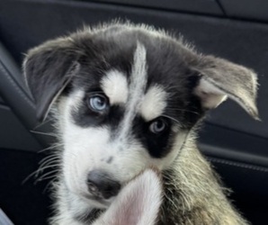 Medium Siberian Husky