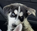 Puppy Puppy 1 Siberian Husky