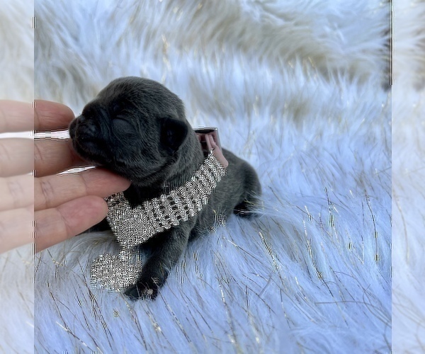 Medium Photo #14 French Bulldog Puppy For Sale in HAYWARD, CA, USA