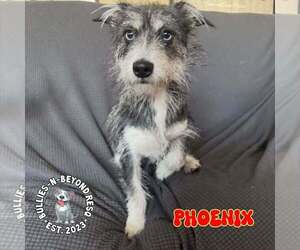 Mutt Dogs for adoption in Omaha, NE, USA