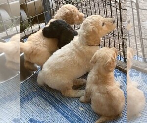 Poodle (Standard) Puppy for Sale in AUSTIN, Texas USA