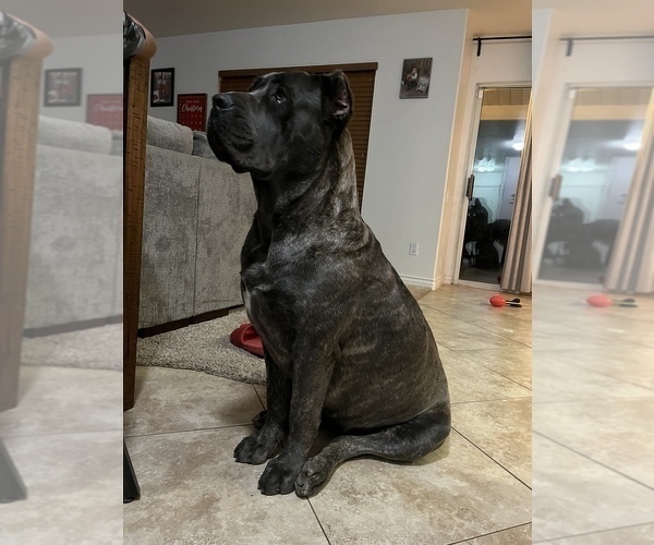 Medium Photo #1 Cane Corso Puppy For Sale in BEAUMONT, CA, USA
