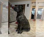 Small Photo #1 Cane Corso Puppy For Sale in BEAUMONT, CA, USA
