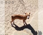 Small #9 Chihuahua-Spaniel Mix