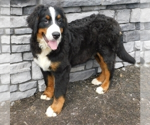 Bernese Mountain Dog Puppy for sale in FREDERICKSBURG, OH, USA