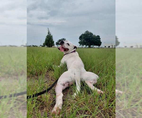 Medium Photo #2 Boxer-Unknown Mix Puppy For Sale in Ocala, FL, USA