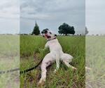 Small #1 Boxer Mix
