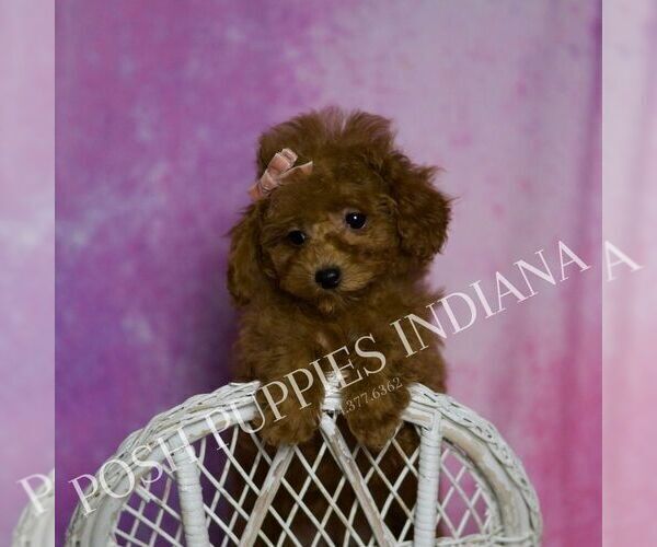 Medium Photo #9 Poodle (Miniature) Puppy For Sale in WARSAW, IN, USA