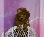 Small Photo #76 Poodle (Miniature) Puppy For Sale in WARSAW, IN, USA