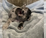 Small #11 French Bulldog