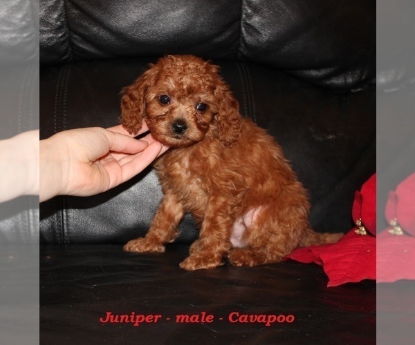 Medium Photo #3 Cavapoo (Miniature) Puppy For Sale in CLARKRANGE, TN, USA