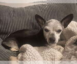 Small #9 Chihuahua