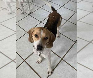 Beagle Dogs for adoption in Dunnellon, FL, USA