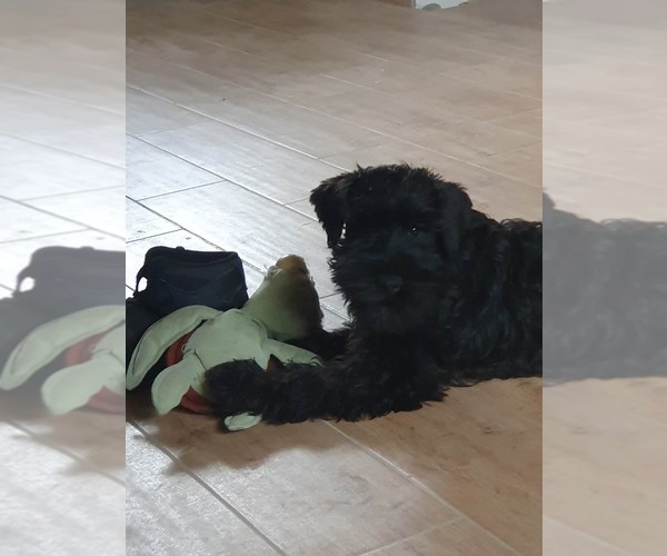 Medium Photo #12 Schnauzer (Miniature) Puppy For Sale in Hatvan, Heves, Hungary