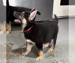 Small #20 German Shepherd Dog