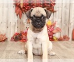 Small Photo #4 Pug Puppy For Sale in MOUNT VERNON, OH, USA