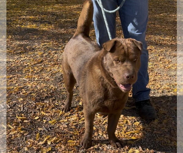 Medium Photo #1 Mutt Puppy For Sale in Woodland Hills, CA, USA