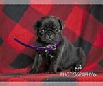 Small Photo #7 Jug-Pug Mix Puppy For Sale in LIBERTY, KY, USA