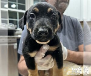 Dachshund-Unknown Mix Dogs for adoption in Washington, DC, USA