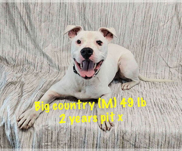 Medium Photo #10 American Pit Bull Terrier-Unknown Mix Puppy For Sale in pomfret, CT, USA