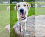 Small #2 Labrador Retriever Mix