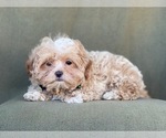 Small Photo #8 Shih-Poo Puppy For Sale in LAKELAND, FL, USA