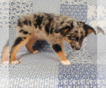 Small #4 Miniature Australian Shepherd