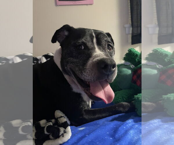 Medium Photo #1 American Staffordshire Terrier-Labrador Retriever Mix Puppy For Sale in New Orleans, LA, USA