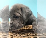 Small Photo #4 Cane Corso Puppy For Sale in AMARILLO, TX, USA