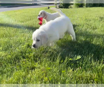 Small #1 English Cream Golden Retriever-Golden Labrador Mix