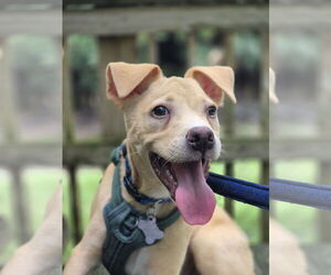 Medium Catahoula Leopard Dog-Labrador Retriever Mix