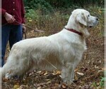 Small Photo #1 Goldendoodle-Poodle (Miniature) Mix Puppy For Sale in NARVON, PA, USA