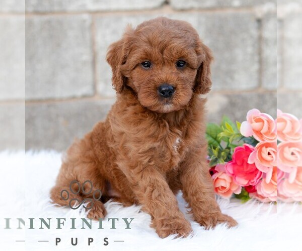 Medium Photo #5 Cavapoo (Miniature) Puppy For Sale in DORNSIFE, PA, USA