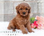 Small #4 Cavapoo (Miniature)