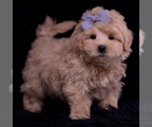 Medium Photo #111 Maltipoo (Miniature) Puppy For Sale in WARSAW, IN, USA