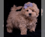 Small Photo #111 Maltipoo (Miniature) Puppy For Sale in WARSAW, IN, USA