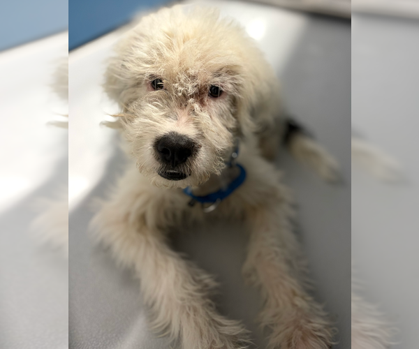 Medium Photo #1 Poodle (Standard)-Unknown Mix Puppy For Sale in Andover, MN, USA