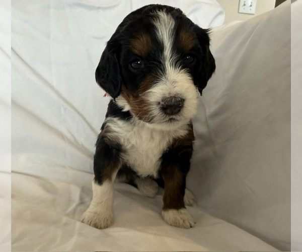 Medium Photo #7 Bernedoodle mix (+ Poodle Standard) Puppy For Sale in WAYLAND, MI, USA