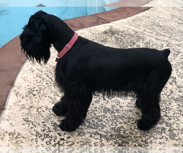 Medium Photo #1 Schnoodle (Giant) Puppy For Sale in HOUSTON, TX, USA