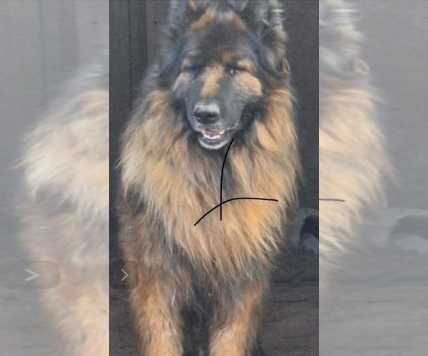 Medium Photo #1 King Shepherd Puppy For Sale in PEACH SPRINGS, AZ, USA